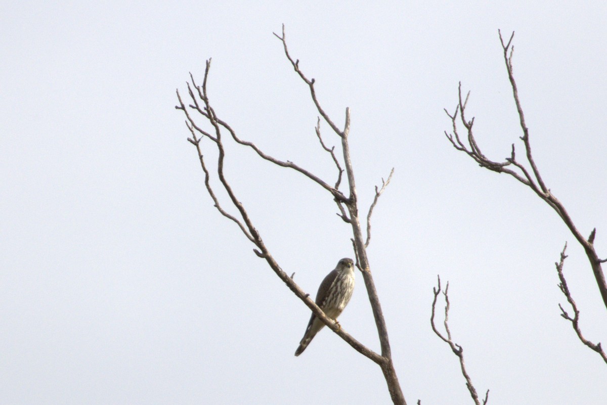 dřemlík tundrový - ML647521470