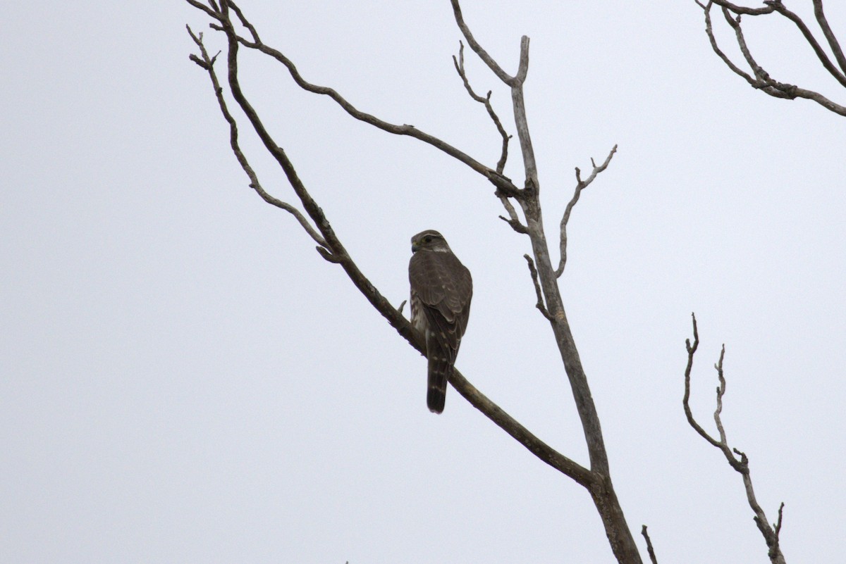 dřemlík tundrový - ML647521472