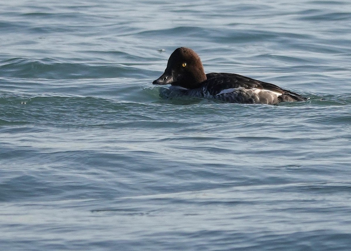 hohol severní - ML647521473