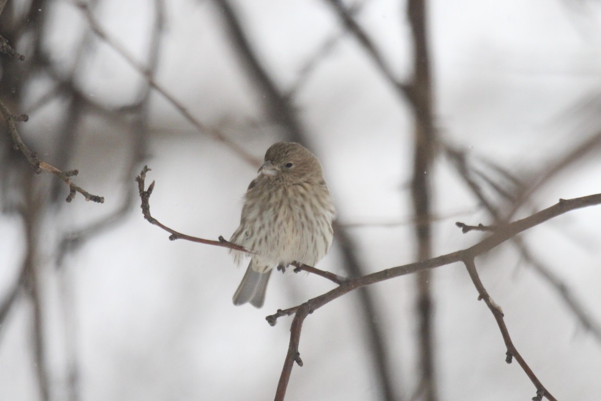 hýl rudoprsý - ML647521474