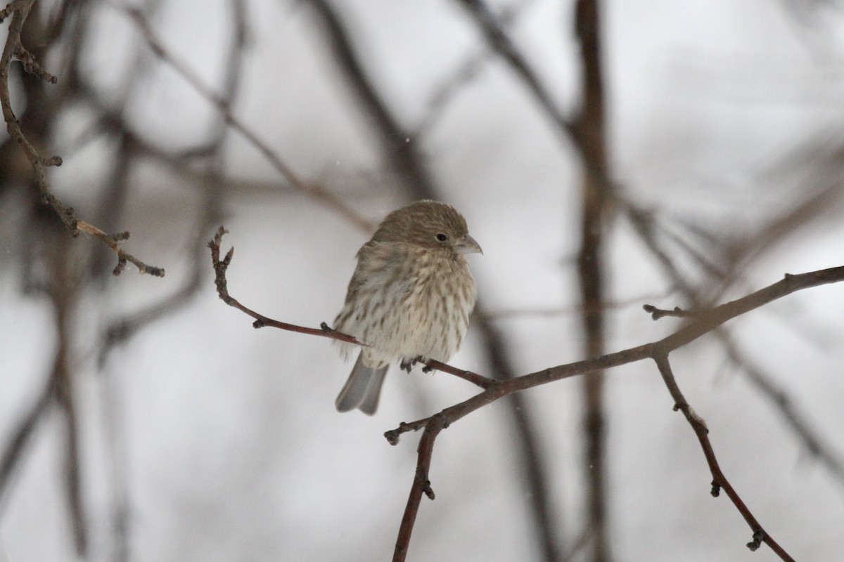 hýl rudoprsý - ML647521475