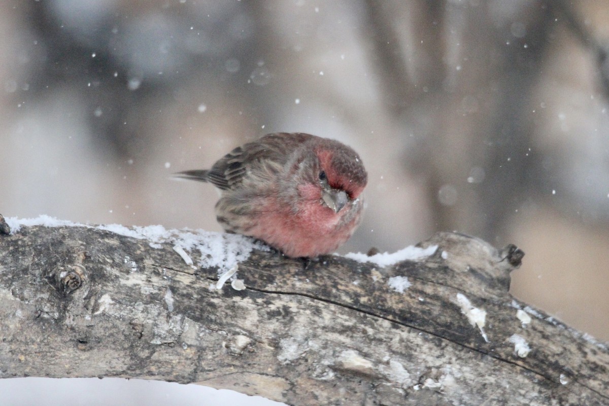 hýl rudoprsý - ML647521476