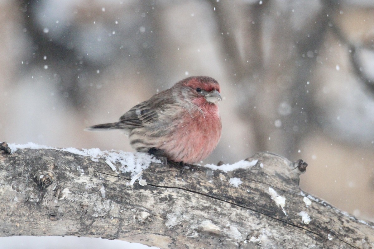 hýl rudoprsý - ML647521477