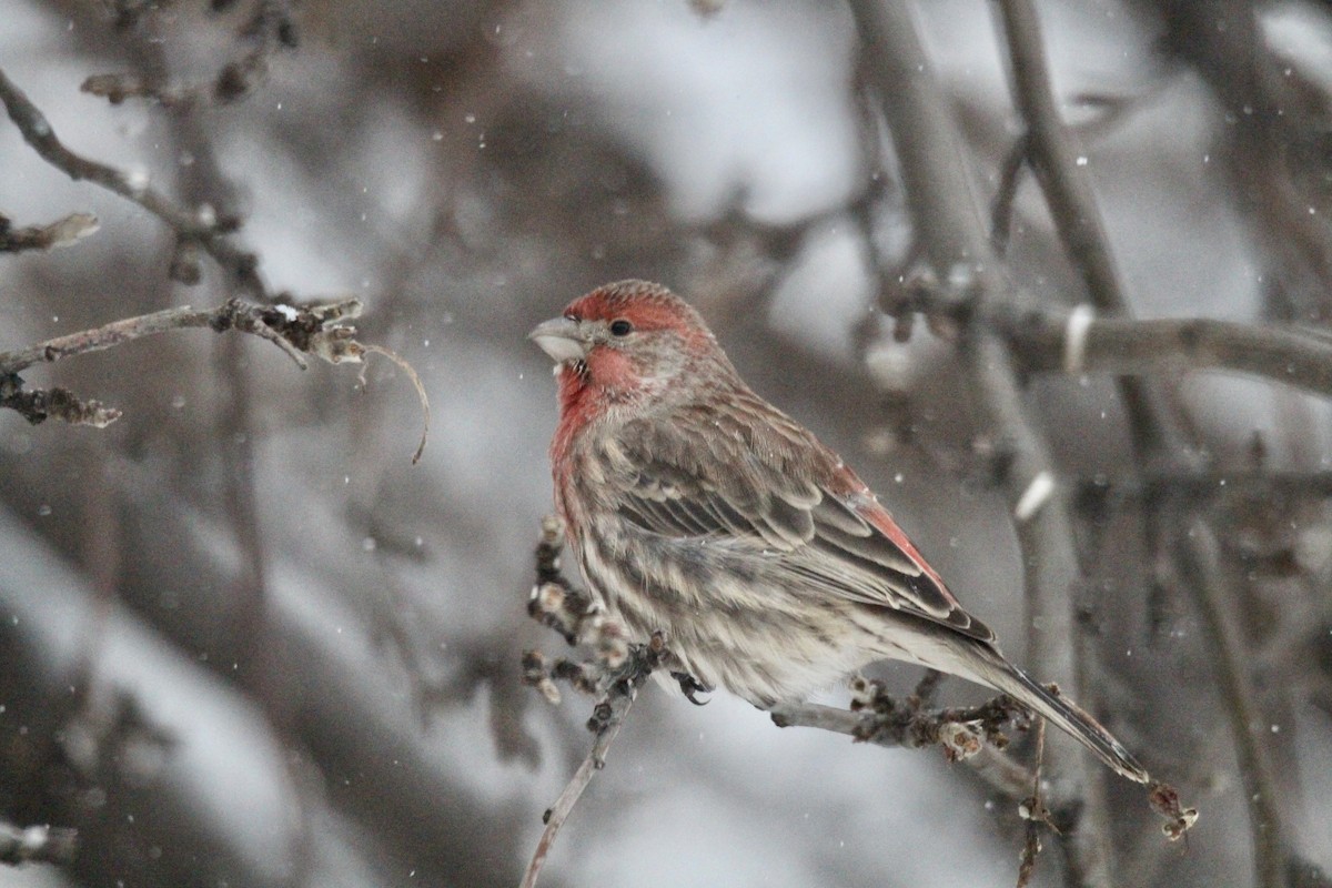 hýl rudoprsý - ML647521478