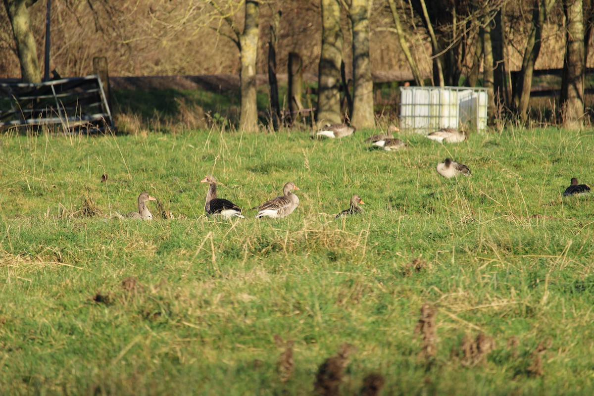 Graylag Goose - ML647521492