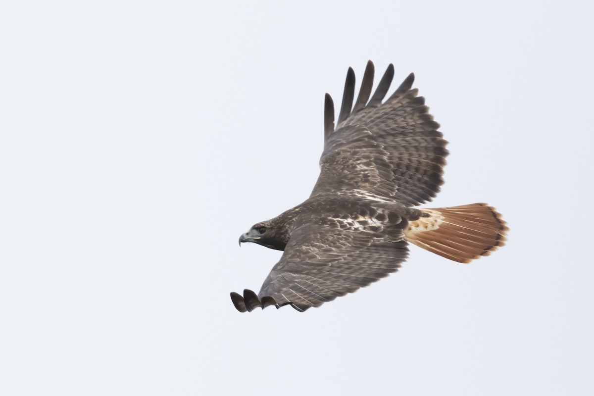 Red-tailed Hawk - ML647521507