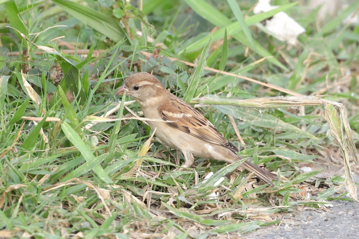 gråspurv - ML647521509