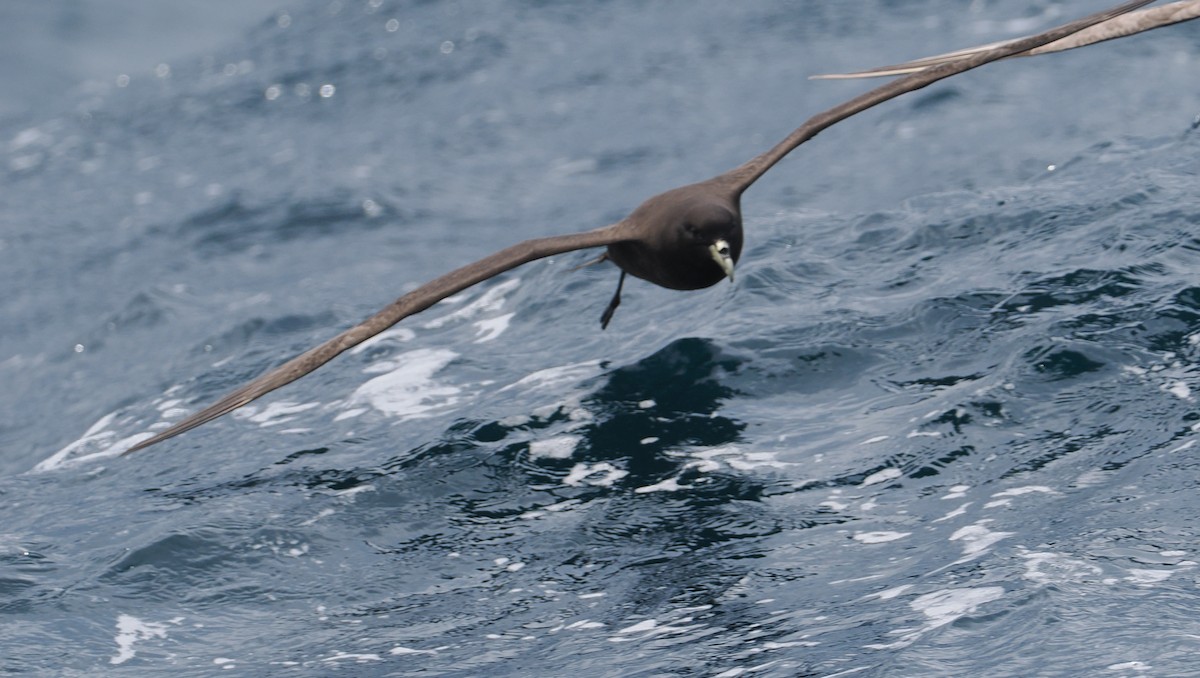 White-chinned Petrel - ML647521518