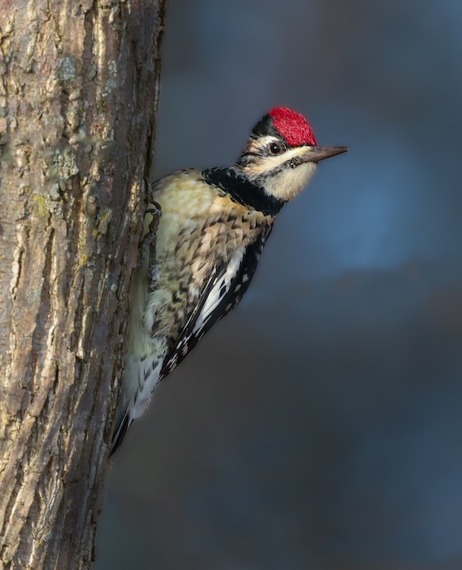 Yellow-bellied Sapsucker - ML647521530