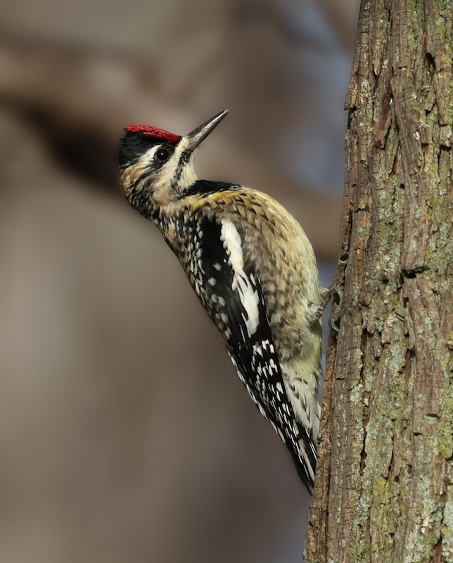 Yellow-bellied Sapsucker - ML647521531
