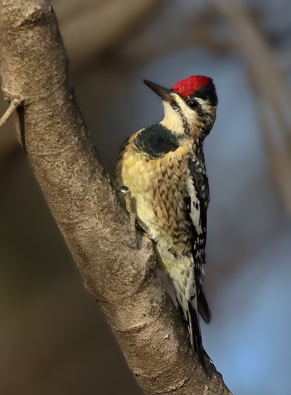Yellow-bellied Sapsucker - ML647521532