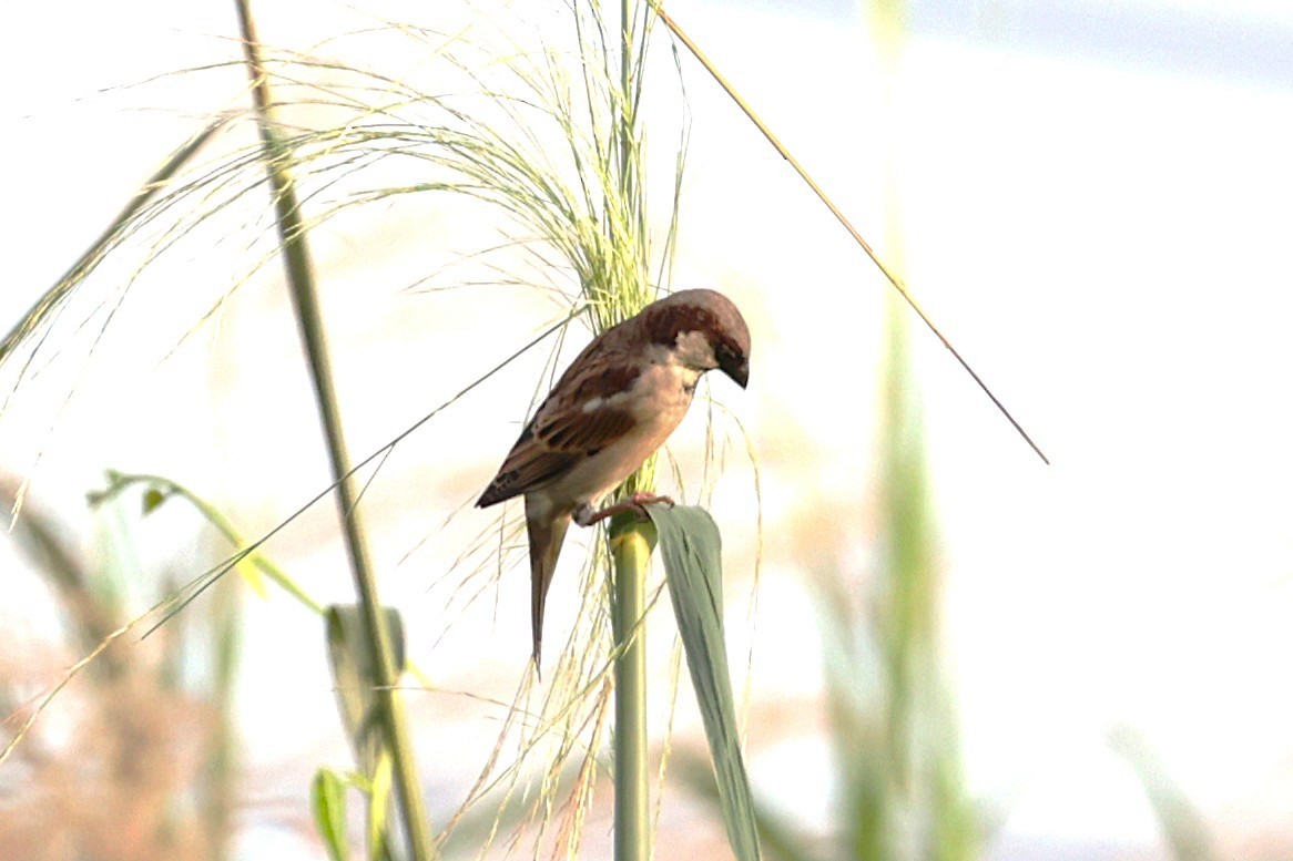 gråspurv - ML647521533