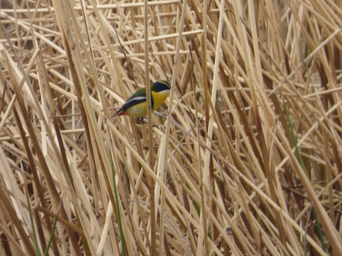 Many-colored Rush Tyrant - ML647521534