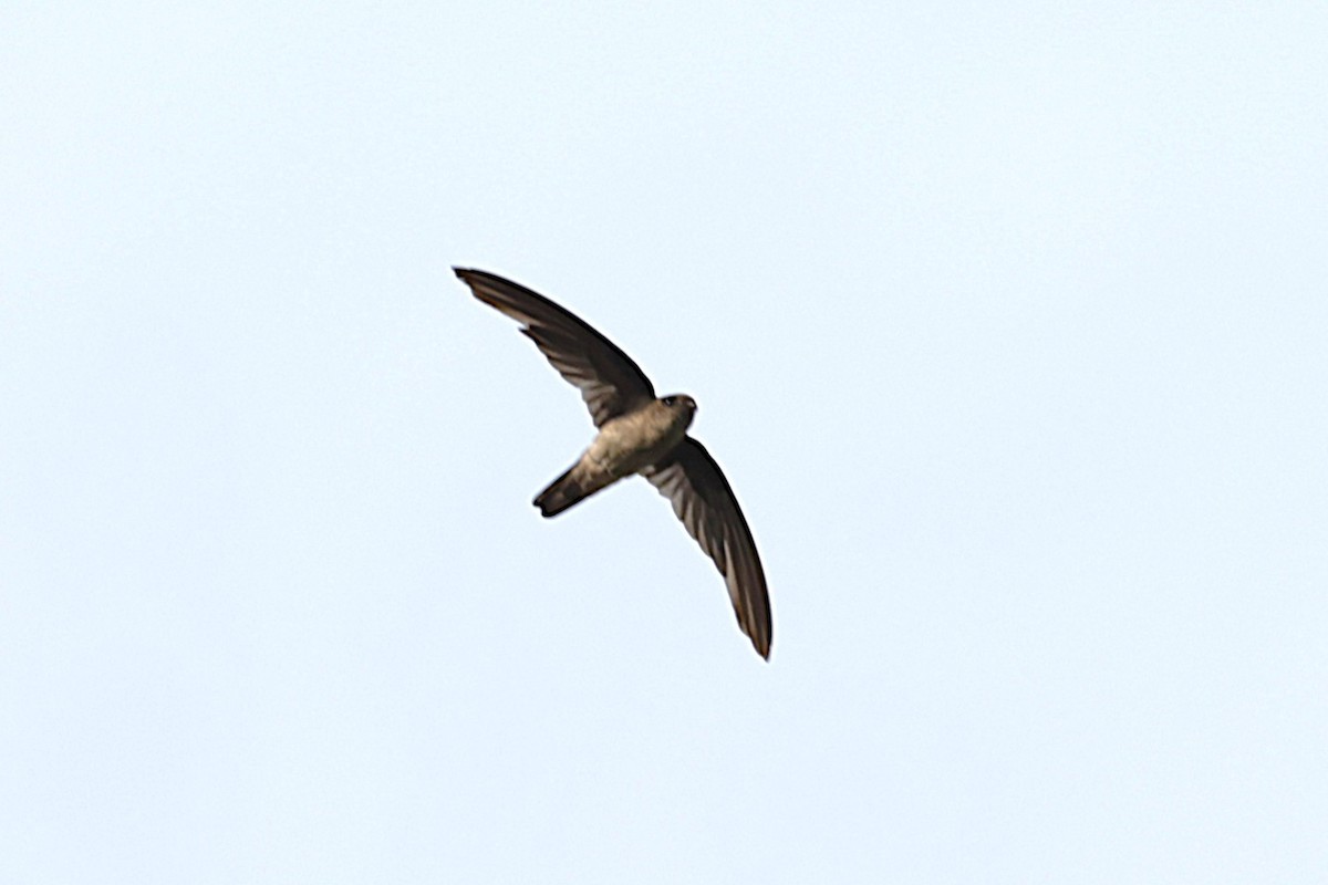 reirsuppesalangan - ML647521554