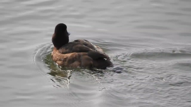 Чернь морська - ML647521589