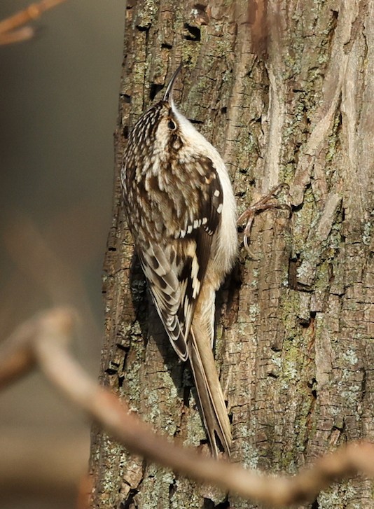 Brown Creeper - ML647521597