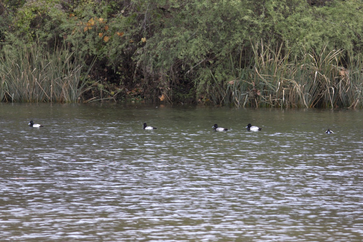 コスズガモ - ML647521599