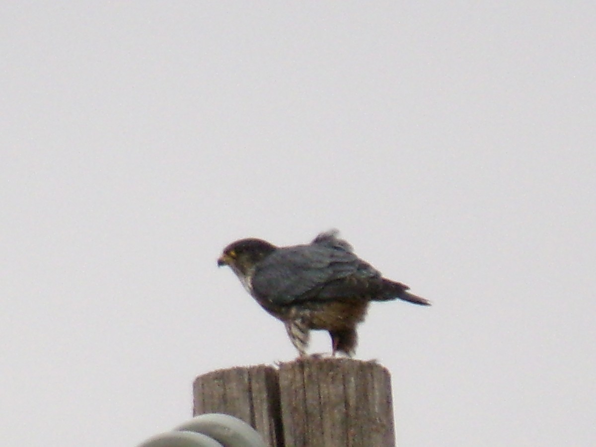 Pygargue à tête blanche - ML647521608