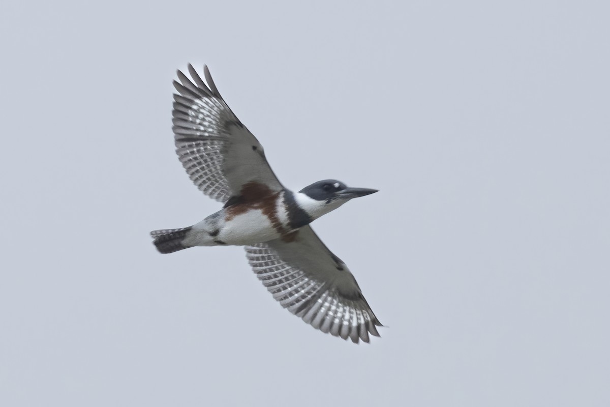 שלדג אמריקני - ML647521650