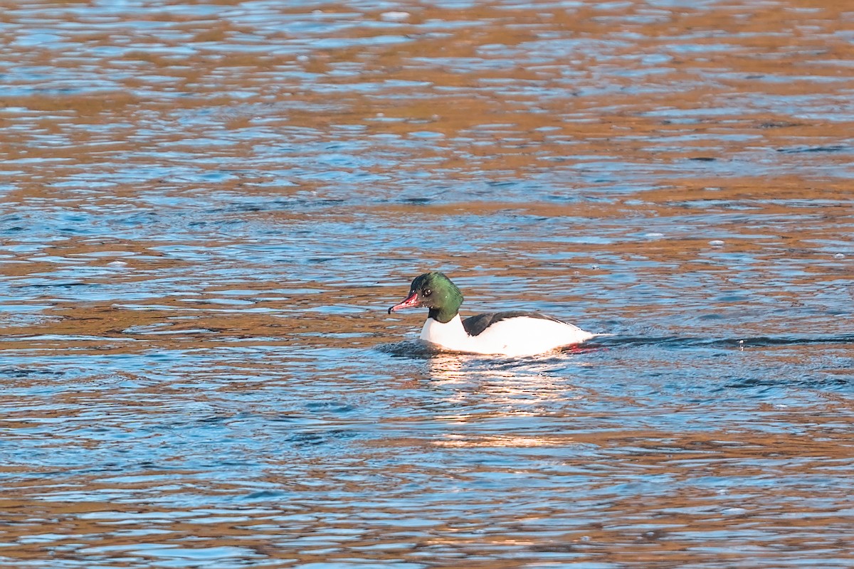 Common Merganser - ML647521657