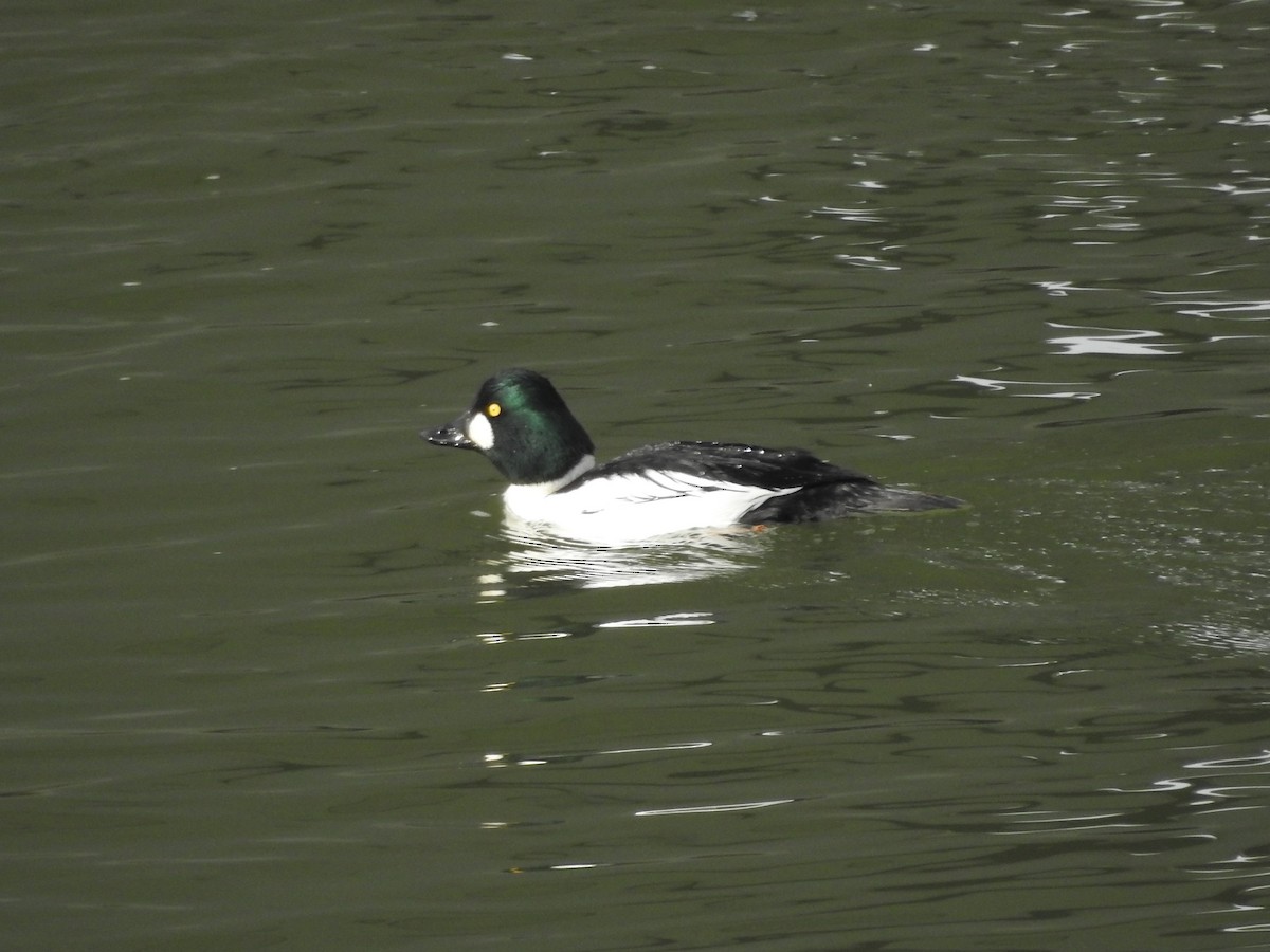 Common Goldeneye - ML647521662