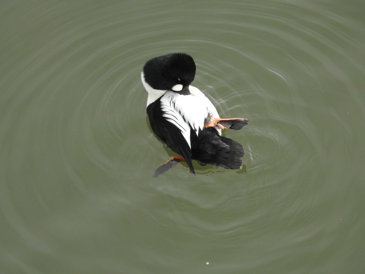 Common Goldeneye - ML647521663