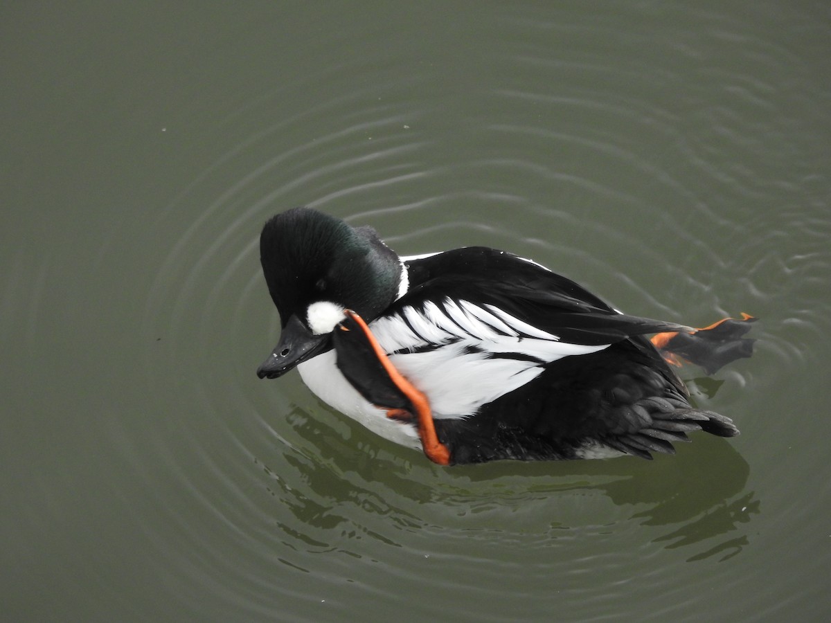 Common Goldeneye - ML647521664