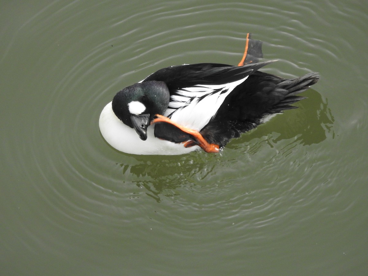 Common Goldeneye - ML647521665