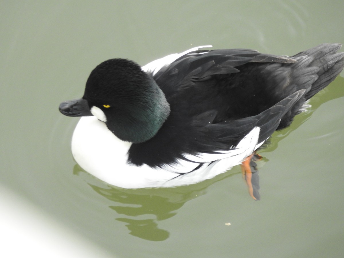 Common Goldeneye - ML647521666