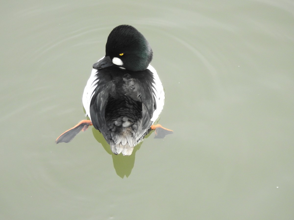 Common Goldeneye - ML647521667