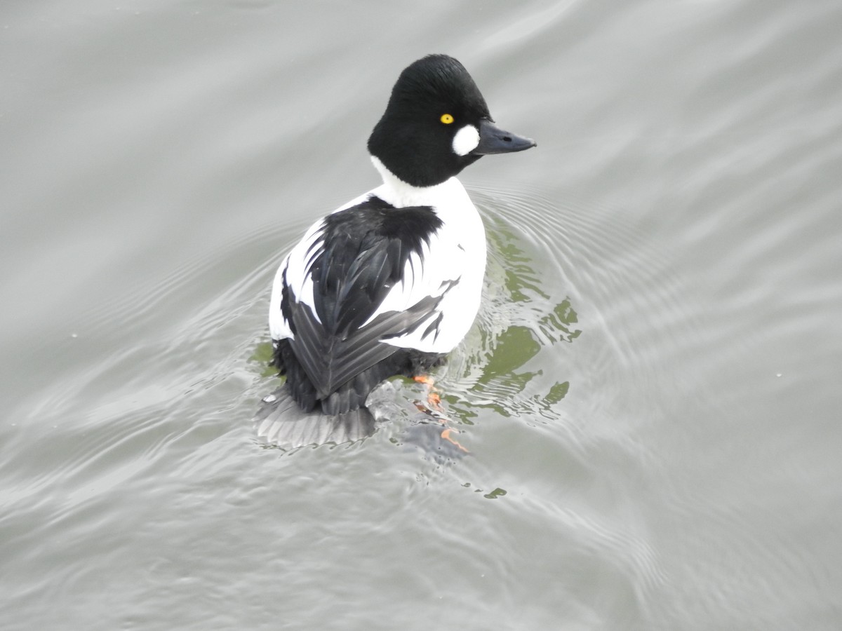 Common Goldeneye - ML647521668