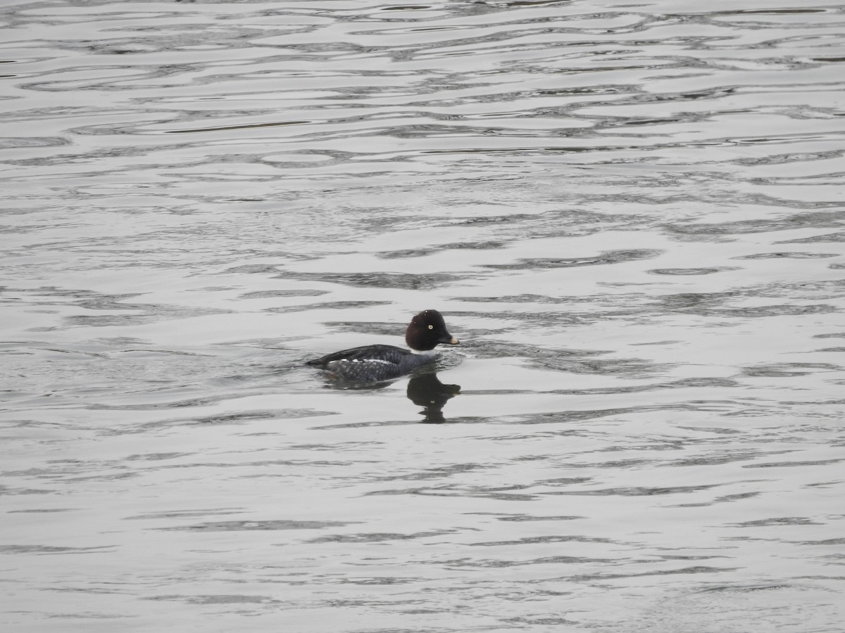 Common Goldeneye - ML647521669