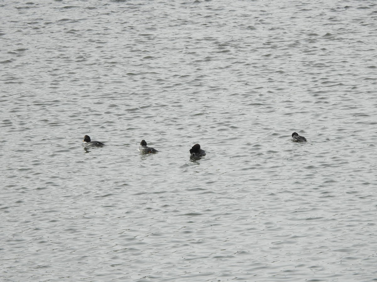 Common Goldeneye - ML647521670