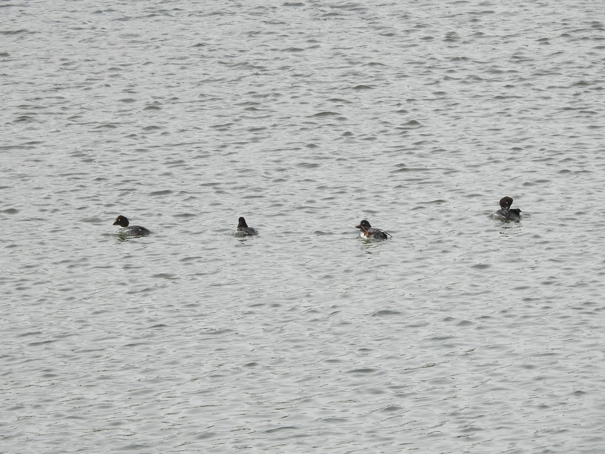 Common Goldeneye - ML647521671