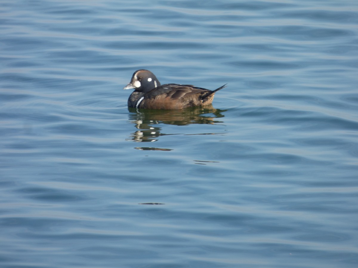 Ahate arlekina - ML647521672