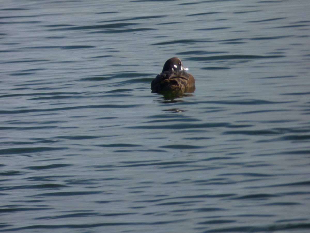 Ahate arlekina - ML647521673