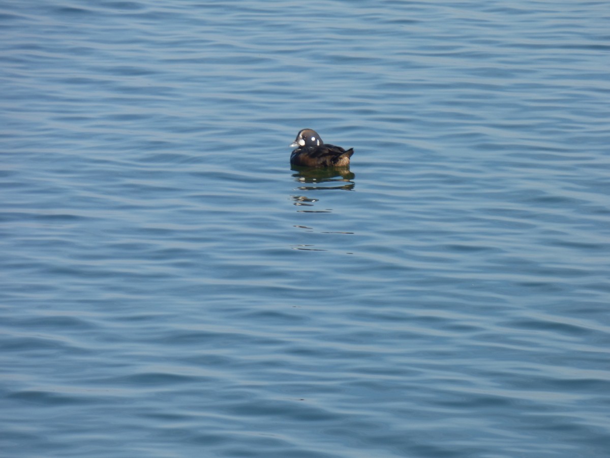 Ahate arlekina - ML647521674