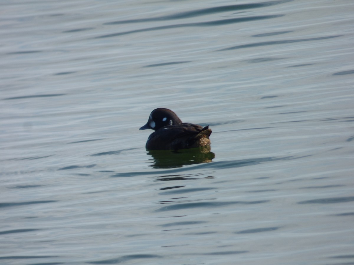 Ahate arlekina - ML647521675