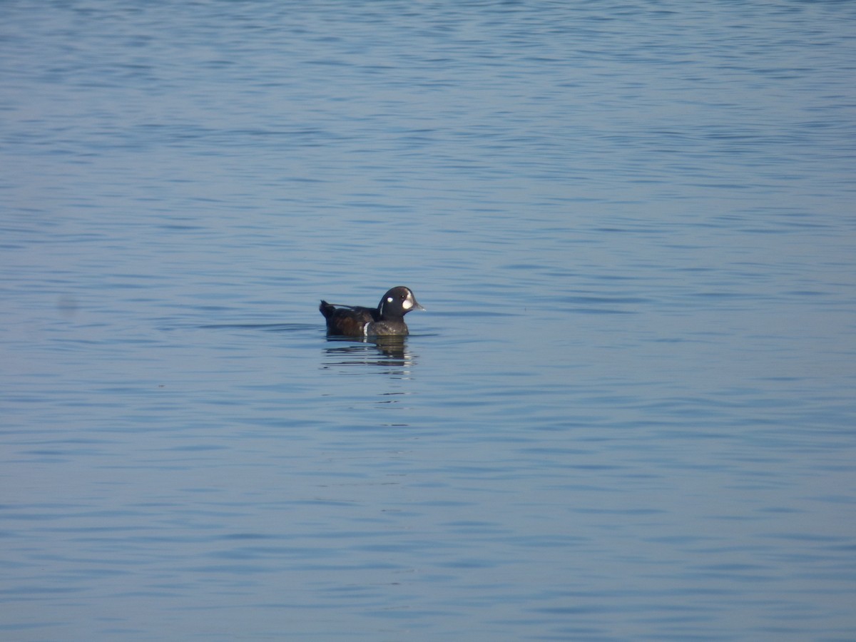 Ahate arlekina - ML647521676