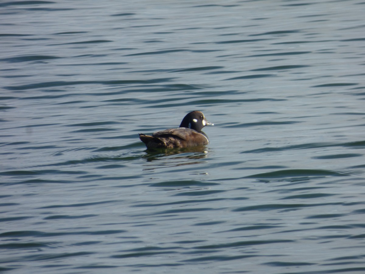 Ahate arlekina - ML647521677