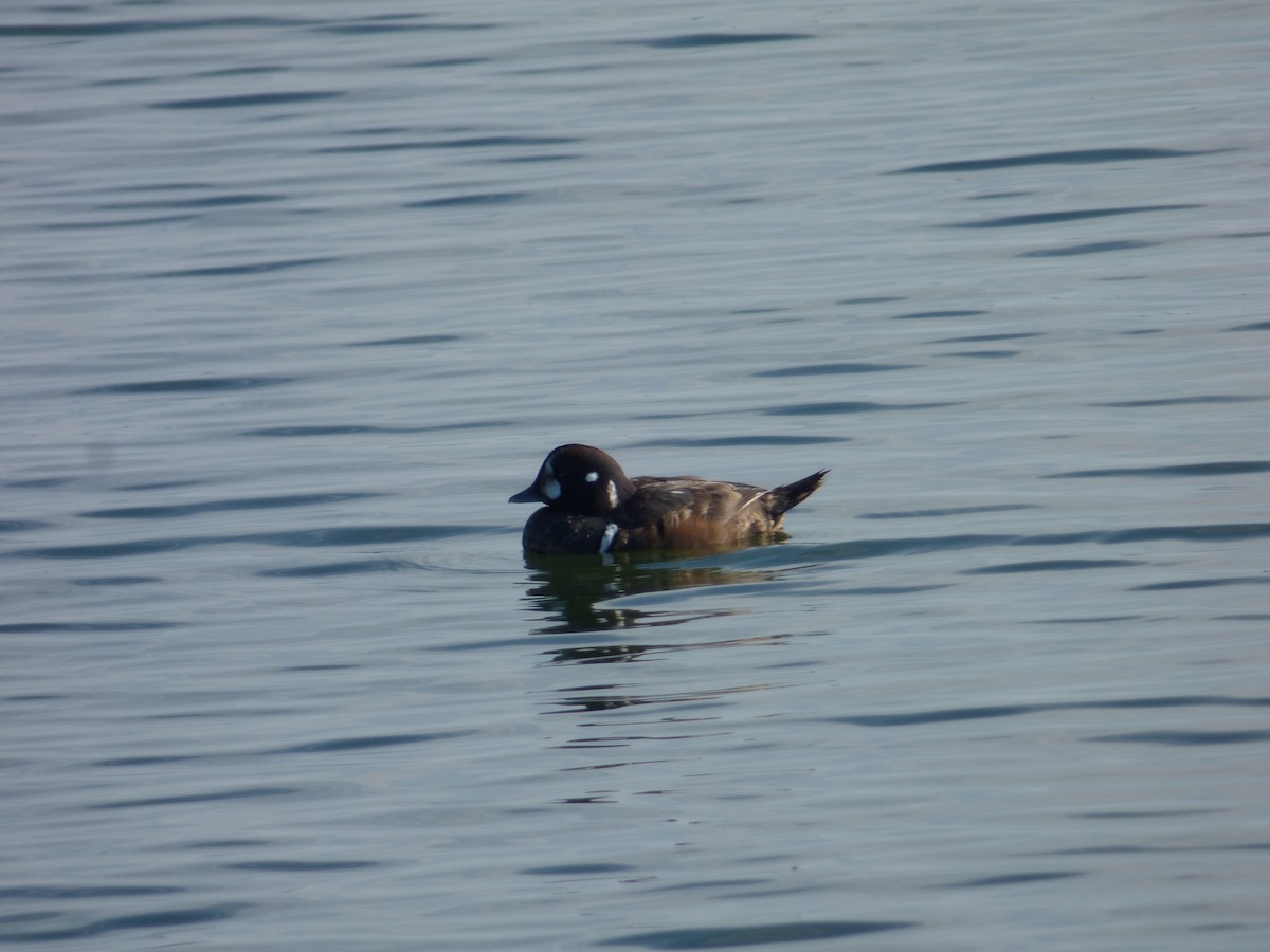 Ahate arlekina - ML647521678