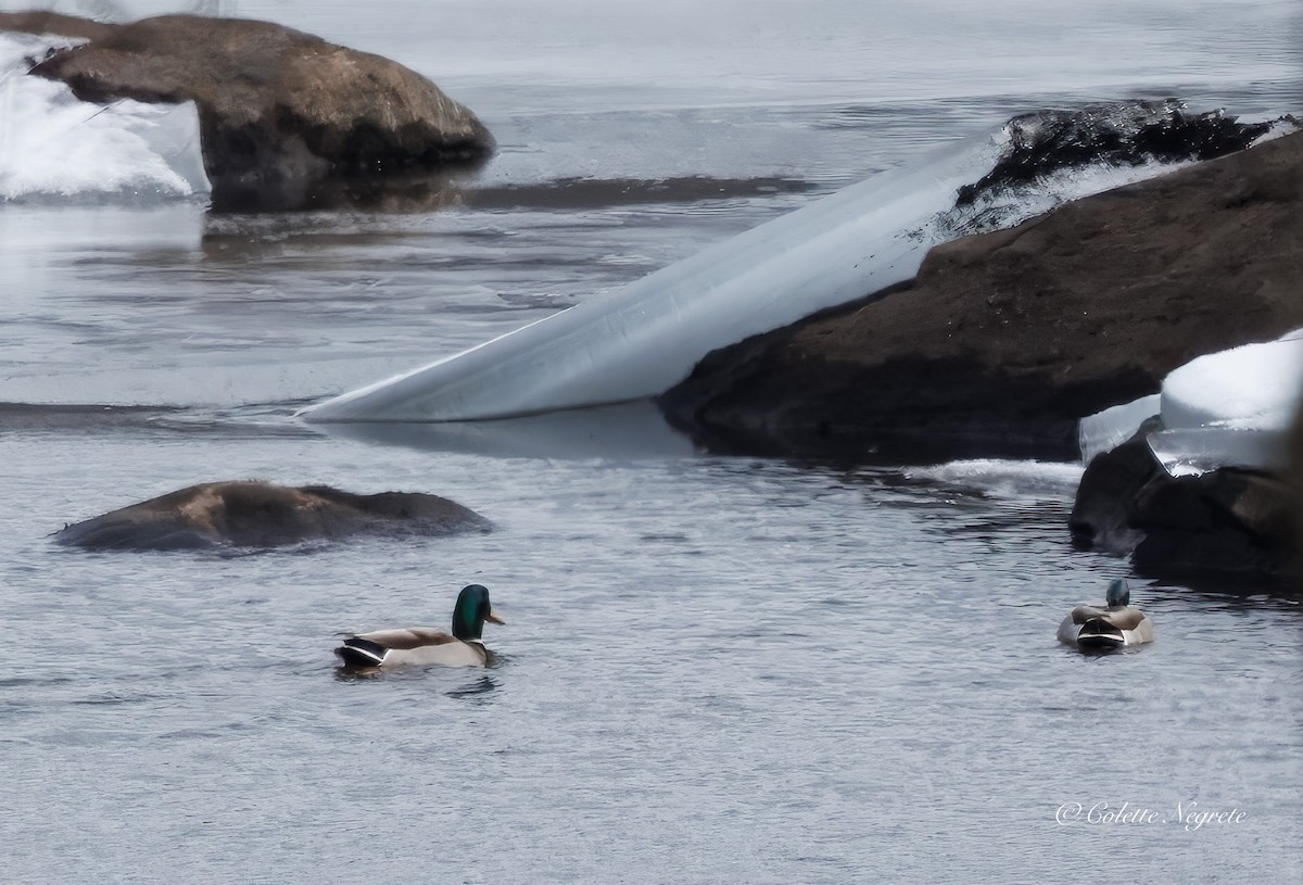 Mallard - ML647521679