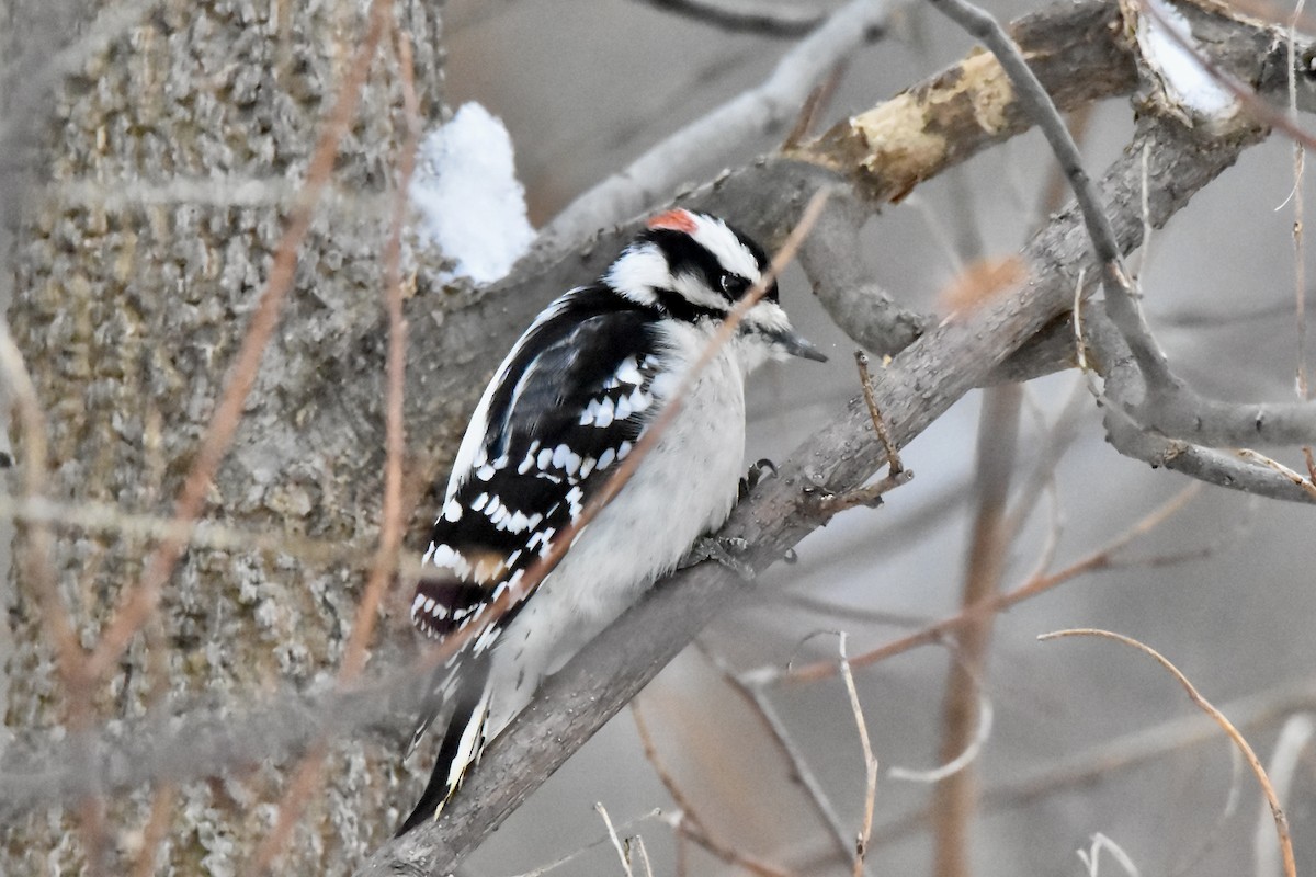 Downy Woodpecker - ML647521681
