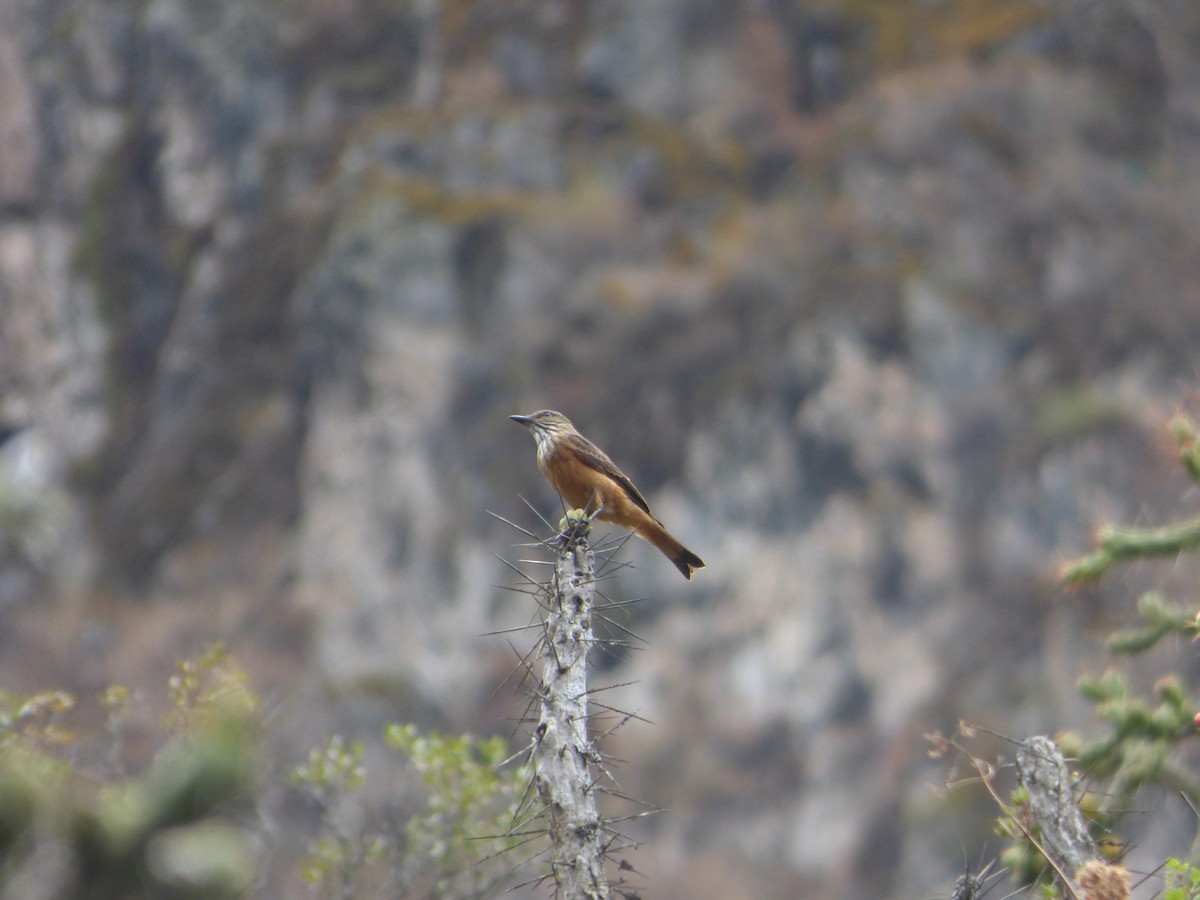 Streak-throated Bush-Tyrant - ML647521682