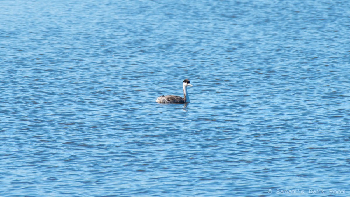 Western Grebe - ML647521683