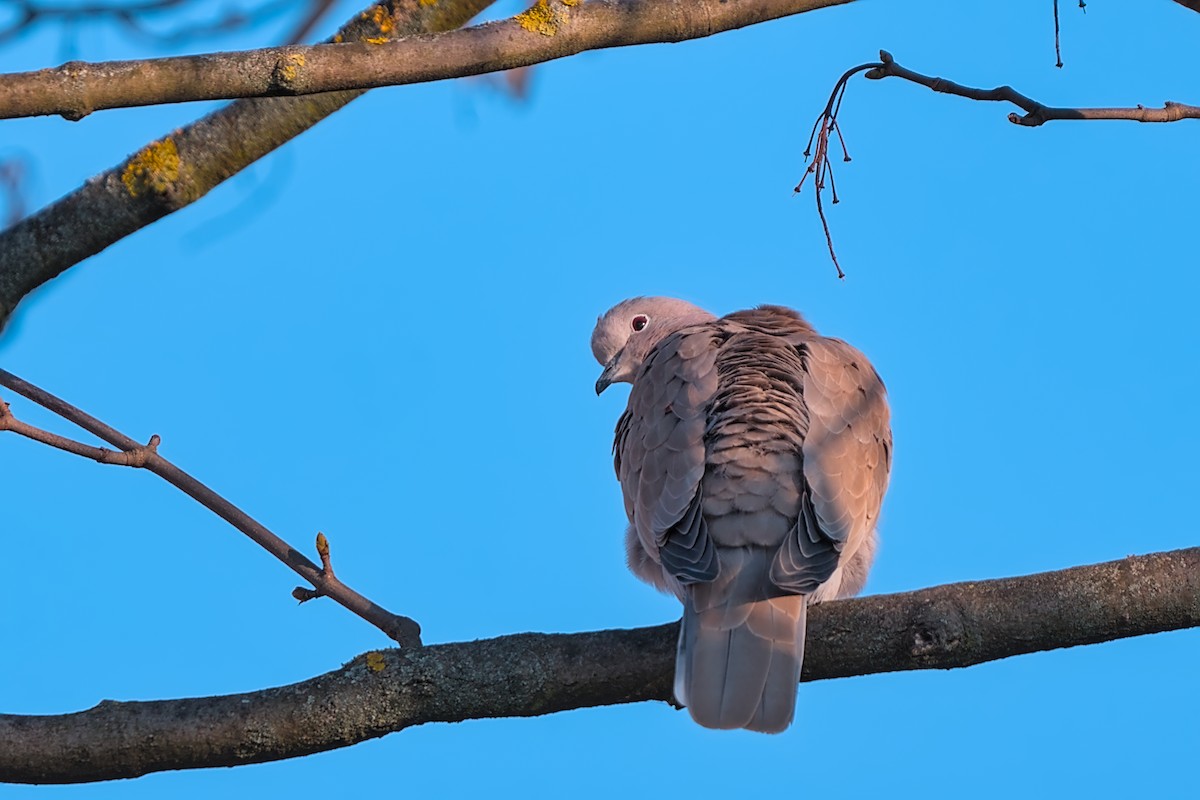 Eurasian Collared-Dove - ML647521684