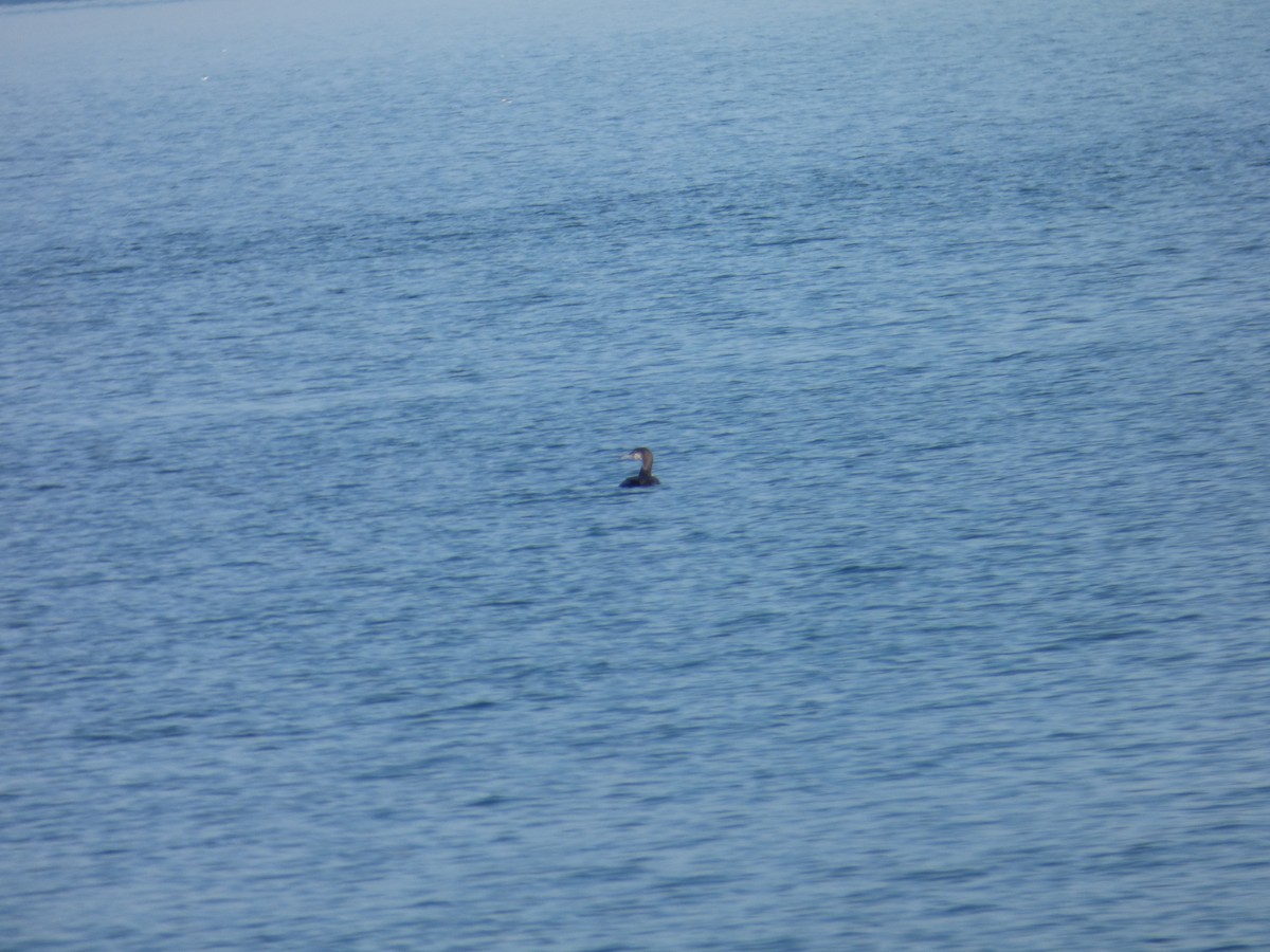 Common Loon - ML647521685