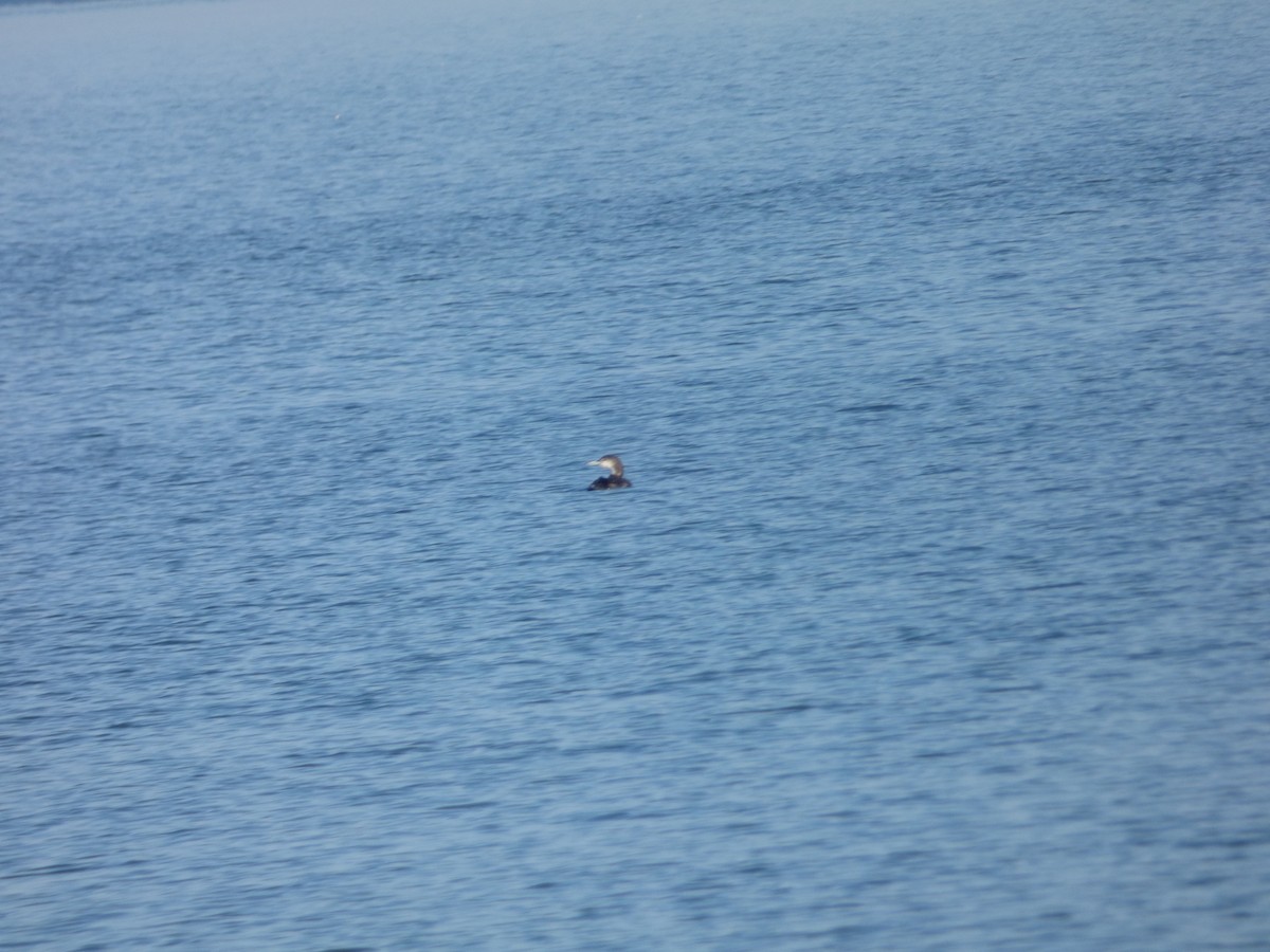 Common Loon - ML647521686