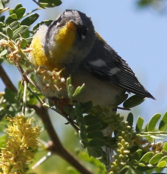 Northern Parula - ML647521687