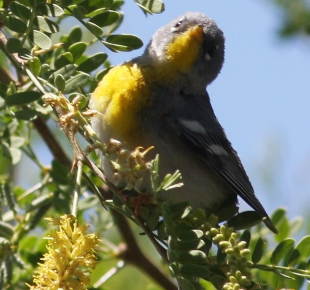 Northern Parula - ML647521688